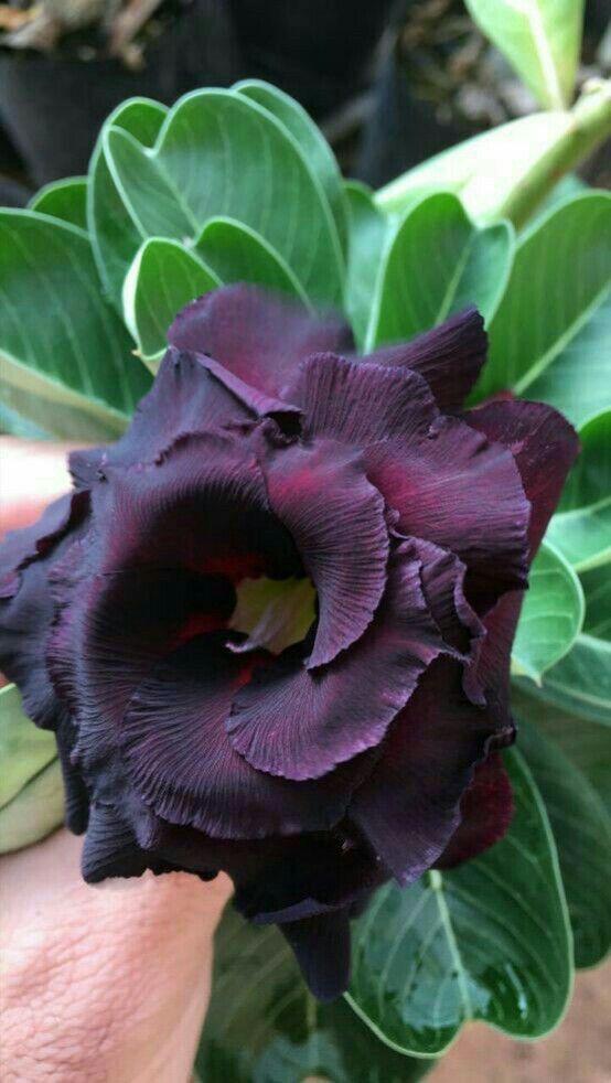 Black Adenium Flower seeds for Planting - Shade Tolerant, Heirloom & GMO Free Seeds for Home Garden