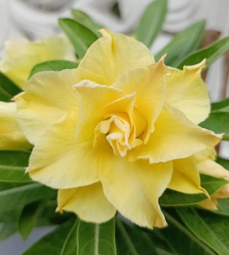 Light Yellow Adenium Obesum Flower seeds blooming in flower beds, containers, borders, and pollinator-friendly gardens