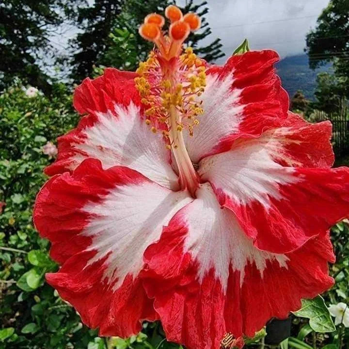 Hibiscus Flower seeds for Planting - Sun Loving, Heirloom & GMO Free Seeds for Home Garden