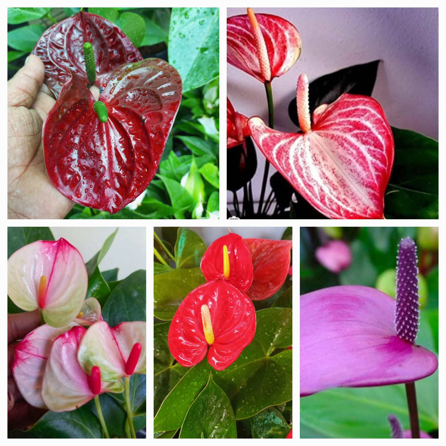 Mixed Anthurium Perennial Flower Seeds for Planting Fragrant Blossoms Heirloom & GMO Free Seeds for Home Garden
Sale