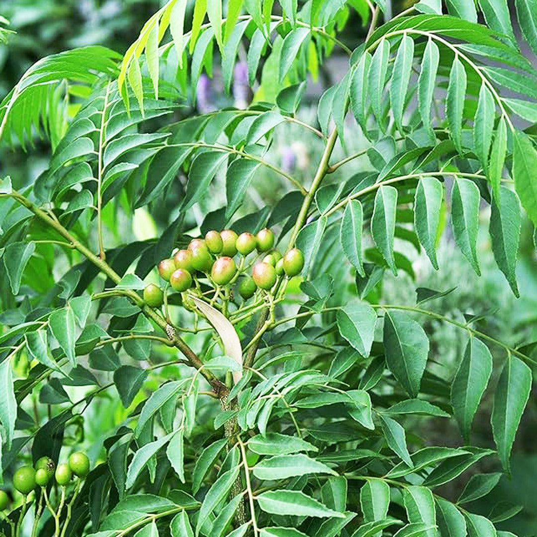 Murraya Koenigii Seeds for Planting - Grow Your Own Curry Leaf Plant