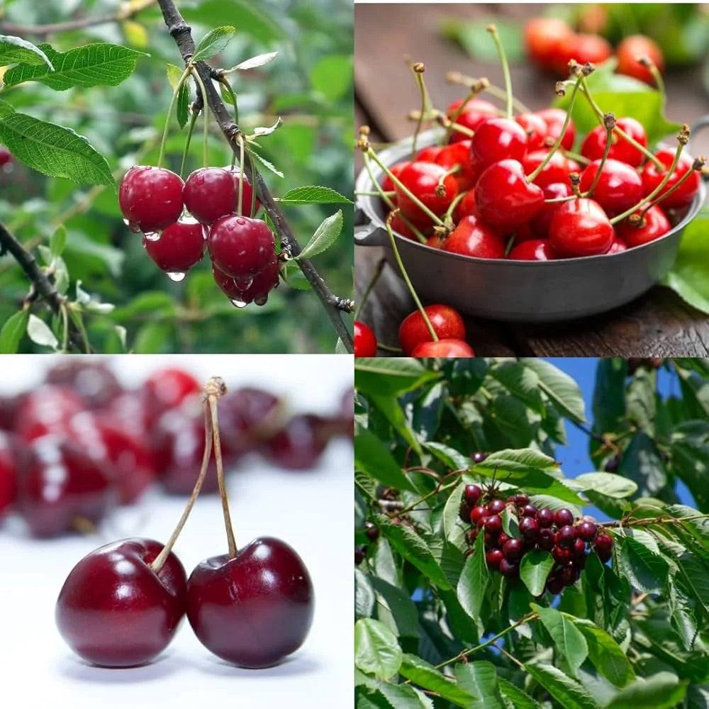 Barbados Cherry Seeds for Planting Guide
