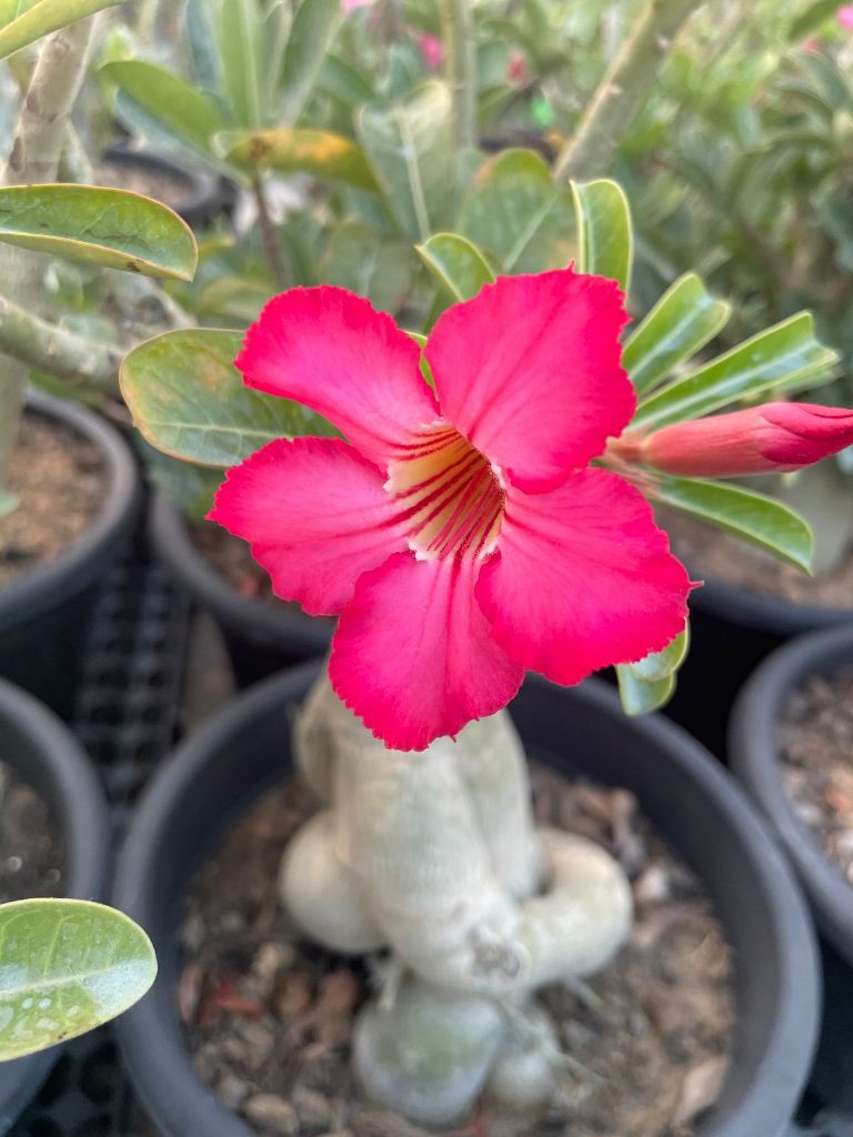 Adenium Obesum Flower seeds for Planting - Garden Favorite, Heirloom & GMO Free Seeds for Home Garden