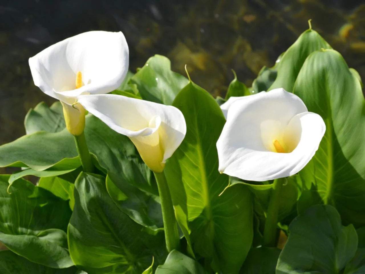 White Araceae Decorative Planting Seeds for your Better Gardening