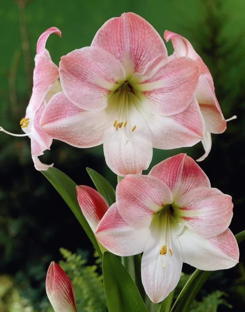 White Pink Hippeastrum Rutilum Flower seeds for Planting - Perfect for Borders, Heirloom & GMO Free Seeds for Home Garden