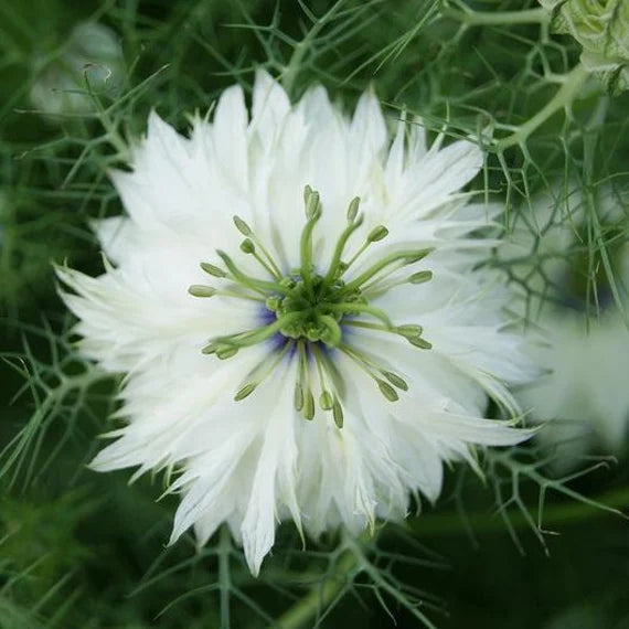 White African Nigella seeds for planting