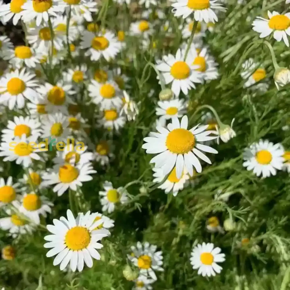Non-GMO White German fragrant flower seeds