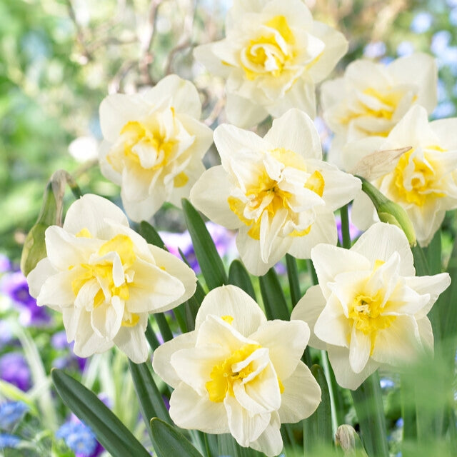 White Yellow Double Narcissus Flower Seeds for Planting Premium Quality Heirloom & GMO Free Seeds for Home Garden
Sale