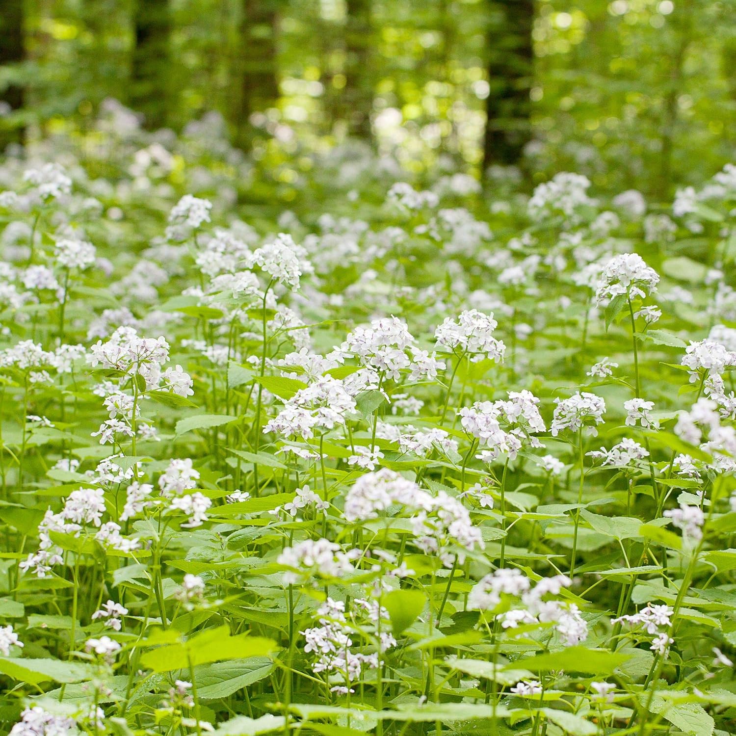 White Lunaria flower seeds for planting