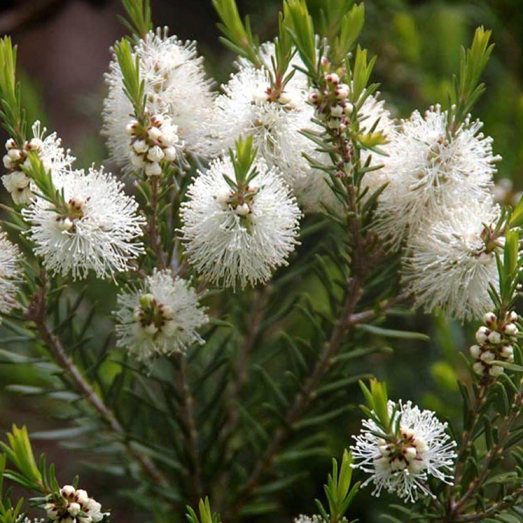 White Melaleuca tree seeds for planting