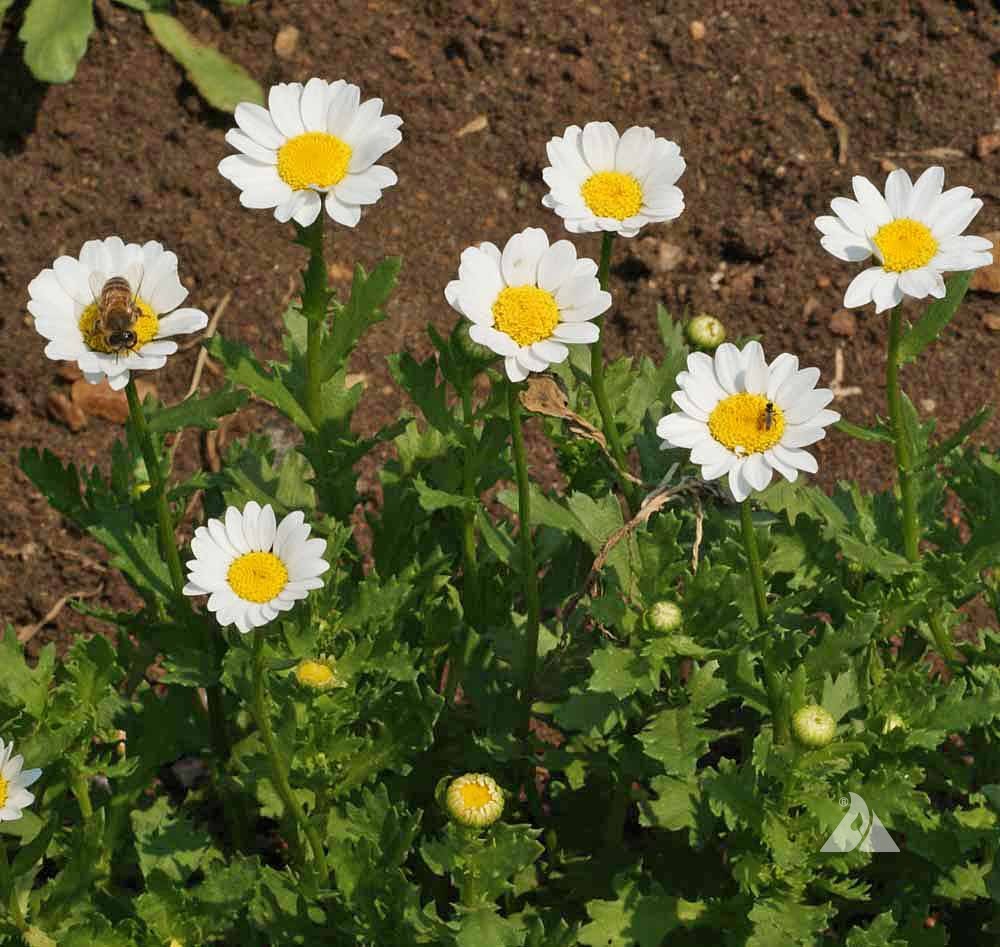Non GMO White Paludosum seeds