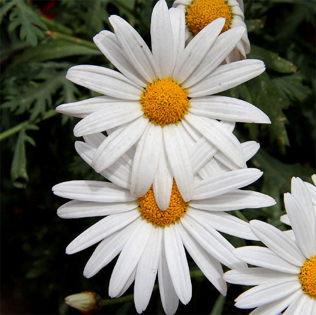 White Paludosum flower seeds for planting
