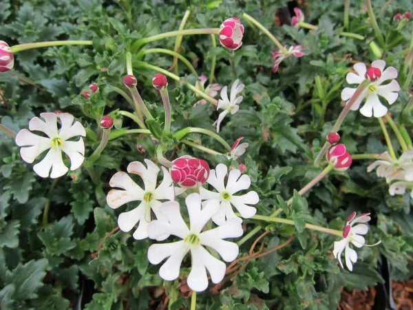 High germination White Pink Zaluzianskya seeds