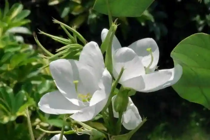 Non GMO White Racemosa flower seeds