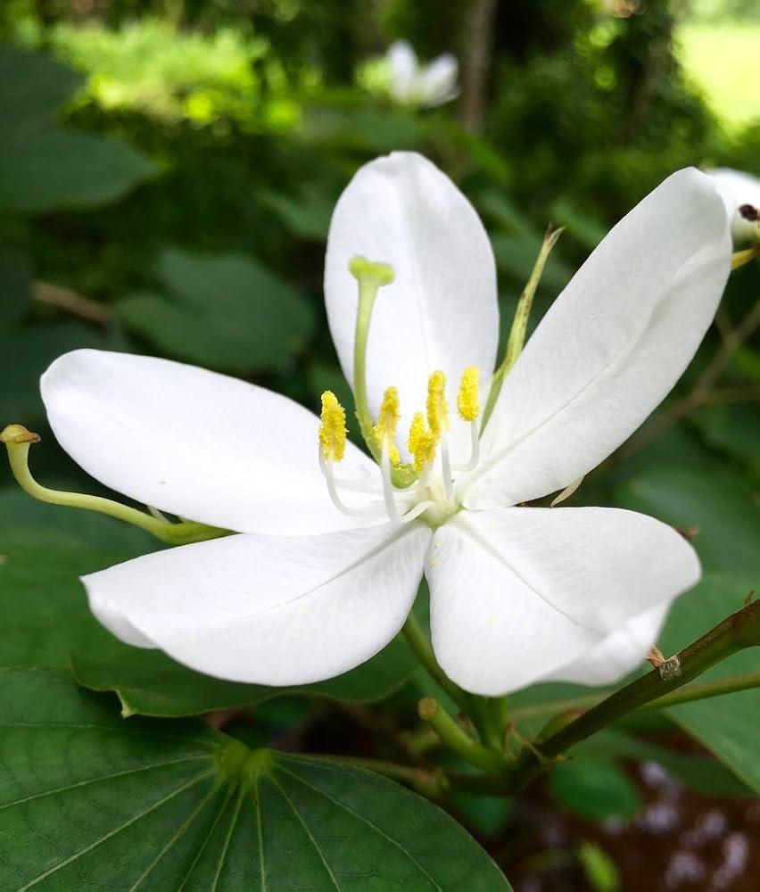White Racemosa Flower seeds for planting