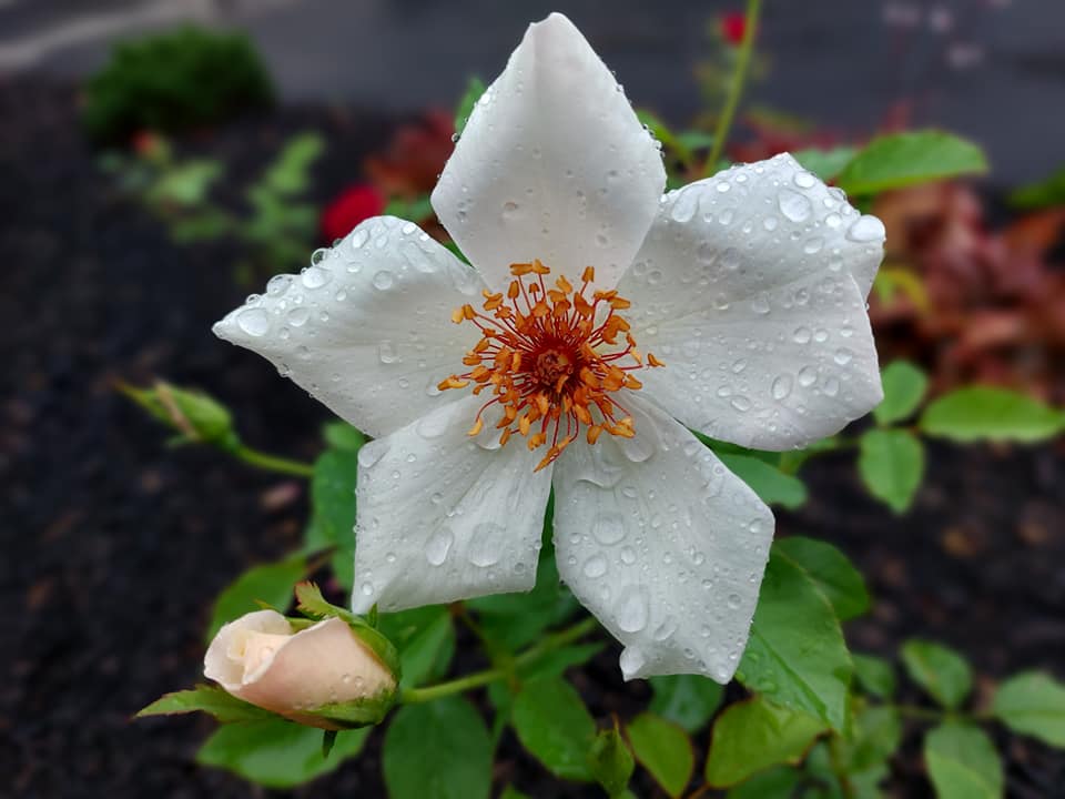 White Winged Flower seeds for Planting - Cottage Garden Essential, Heirloom & GMO Free Seeds for Home Garden