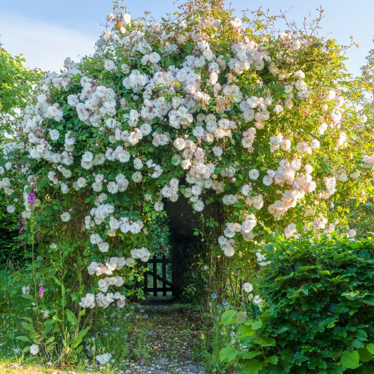 White Climbing Rose Flower seeds for Planting - Premium Quality, Heirloom & GMO Free Seeds for Home Garden