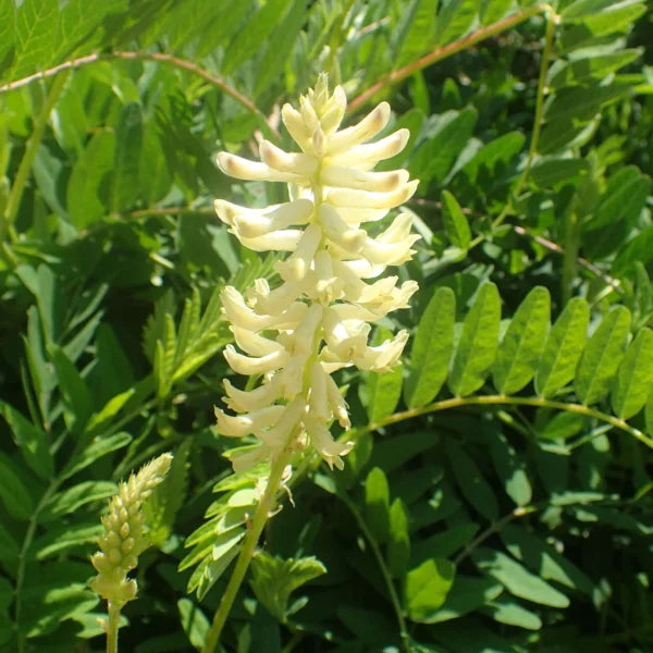 White Astragalus Seeds for Planting