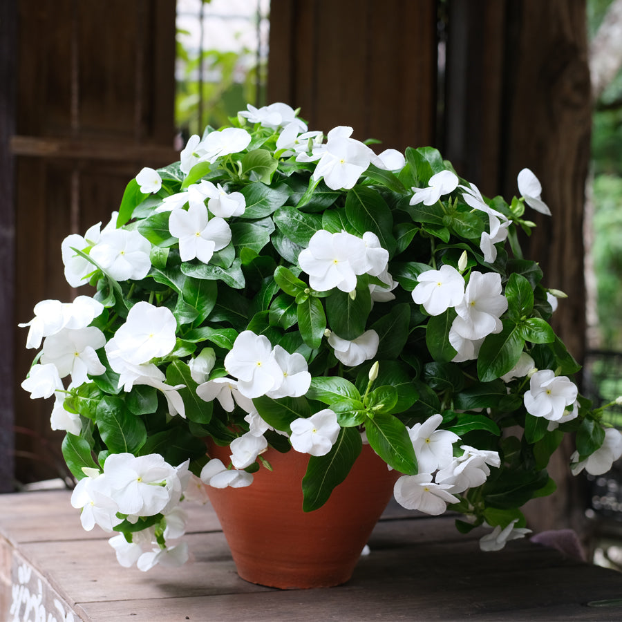 White Cora Cascade Garden Blooms