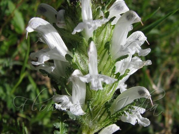 Satureja Montana Flower seeds for Planting - Shade Tolerant, Heirloom & GMO Free Seeds for Home Garden
