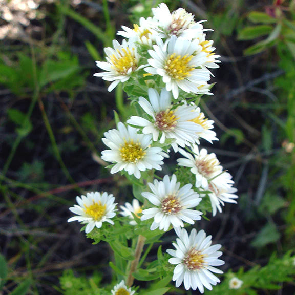 White Prairie Aster Flower seeds for Planting - Cut Flower Favorite, Heirloom & GMO Free Seeds for Home Garden