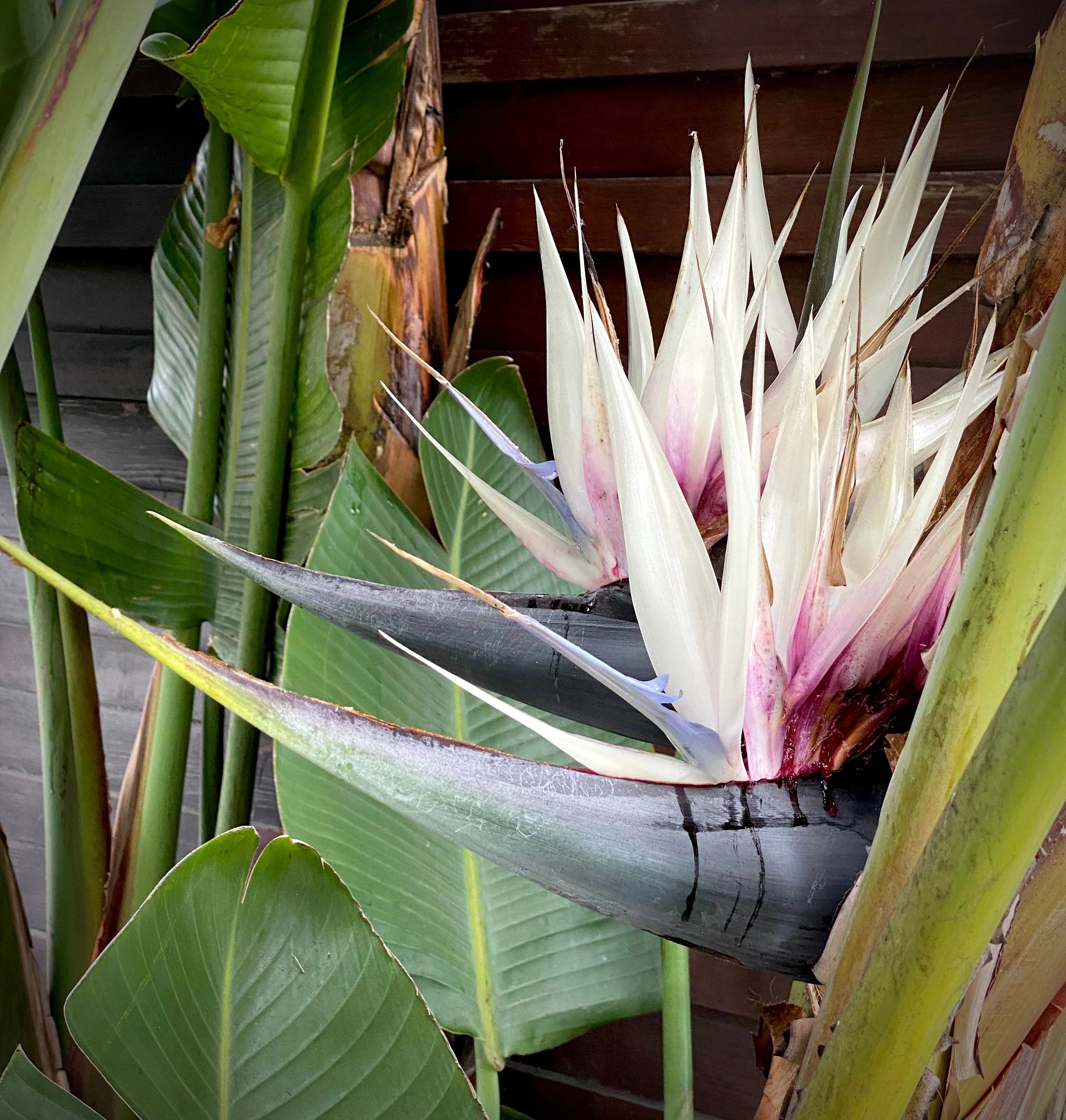 White Strelitzia Reginae House Flower seeds for Planting - Fragrant Blossoms, Heirloom & GMO Free Seeds for Home Garden