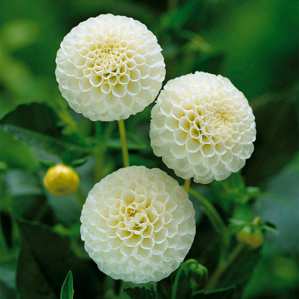 White Swan Dahlia Flower seeds for Planting - Easy to Grow, Heirloom & GMO Free Seeds for Home Garden