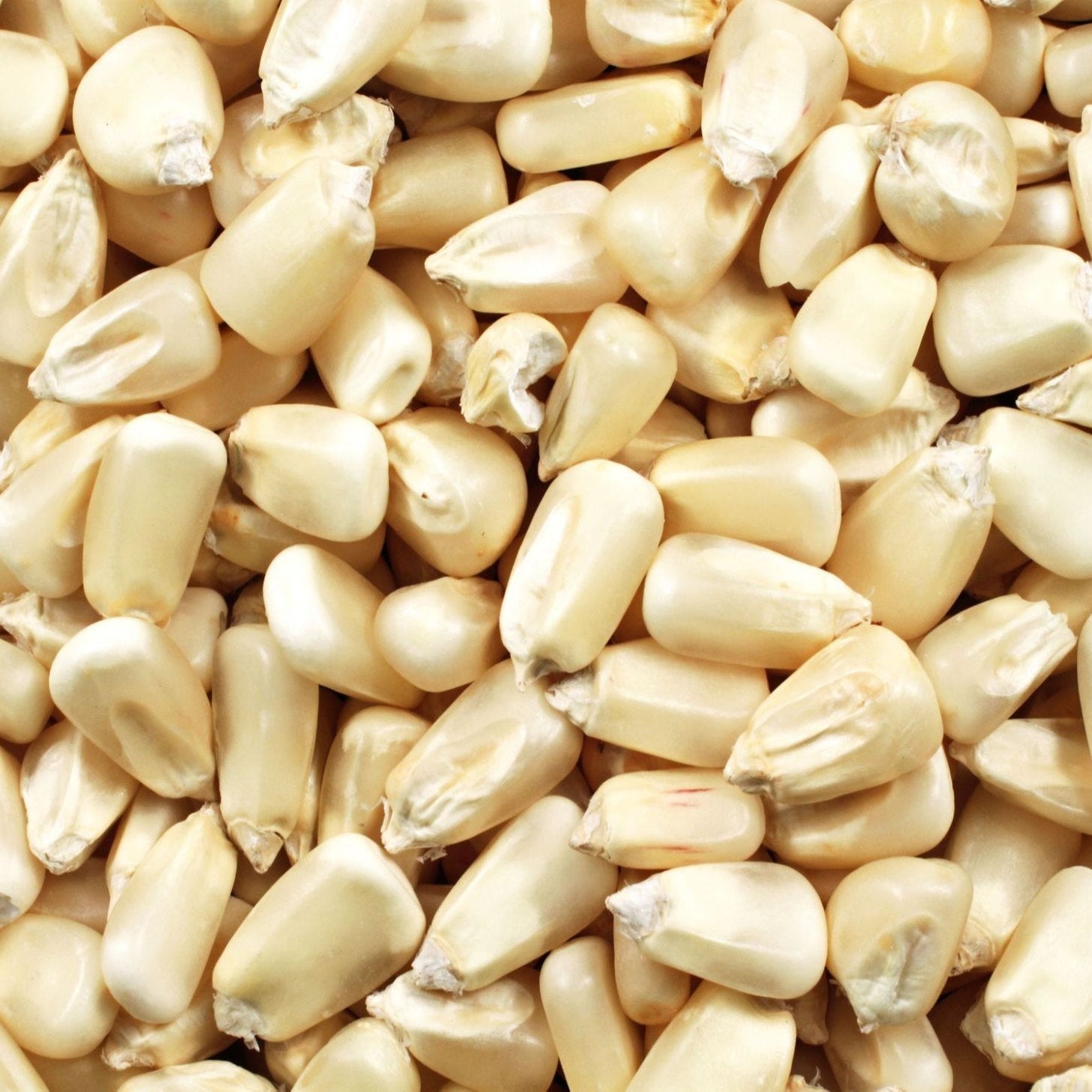 Organic White Corn Plant Seeds – Easy to Grow Garden Variety