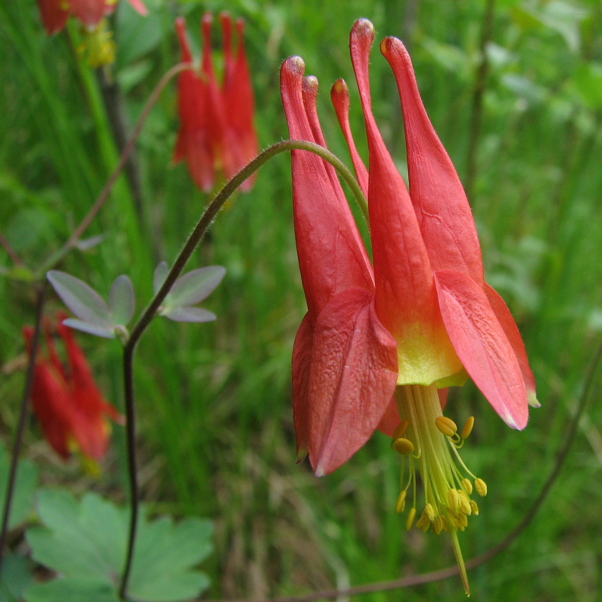 Red Aquilegia Canadensis Flower Seeds Perfect for Spring Planting