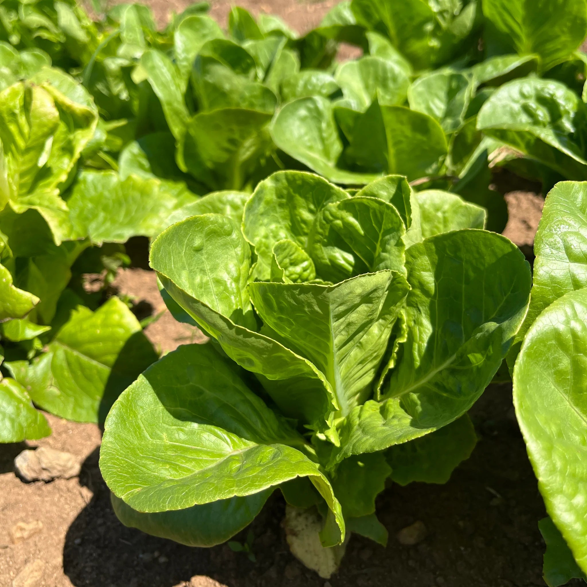 Green Bibb Vegetable Seeds, Essential Planting Tips