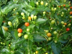 Wiri Wiri Vegetable Planting - Seed for Delights in Your Garden