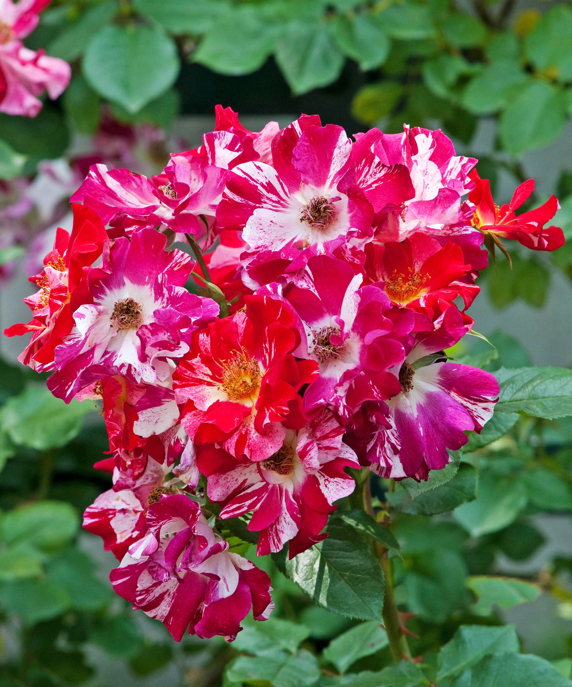 Red & White Climbing Rose Non-GMO Heirloom Garden Seeds Flower seeds for Planting - Wildflower Mix, Heirloom & GMO Free