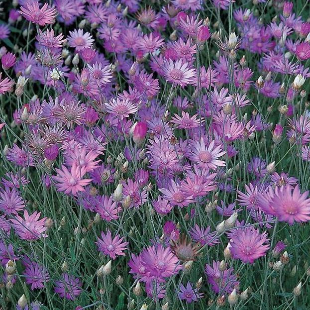 Lavender Xeranthemum Flower seeds for Planting - Long Bloom Season, Heirloom & GMO Free Seeds for Home Garden