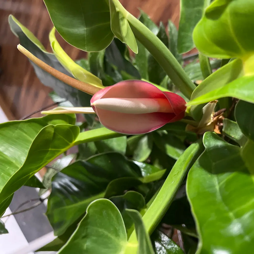 Philodendron Flower seeds blooming in flower beds, containers, borders, and pollinator-friendly gardens