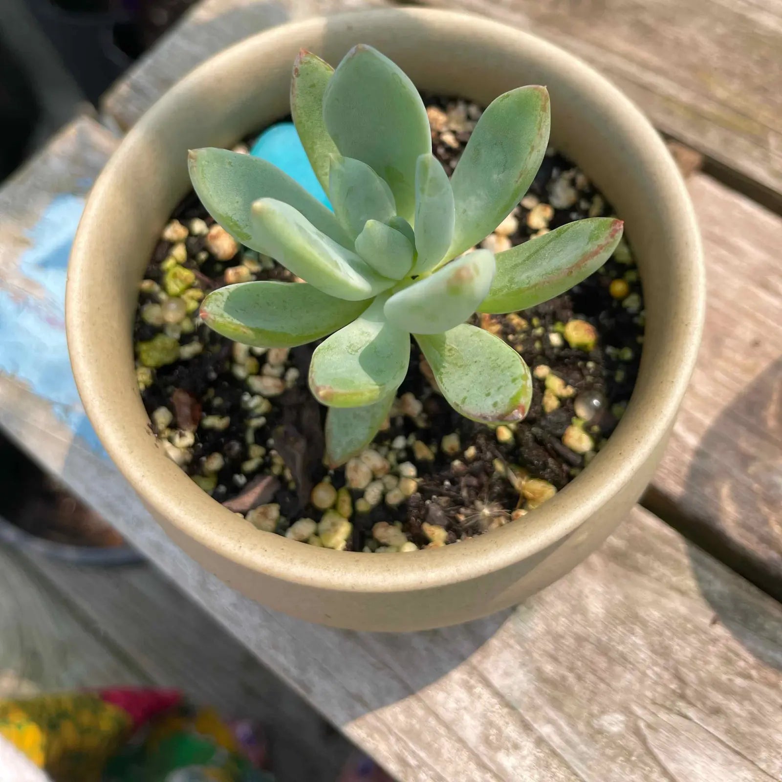 Green Dudleya Seeds for Easy Planting