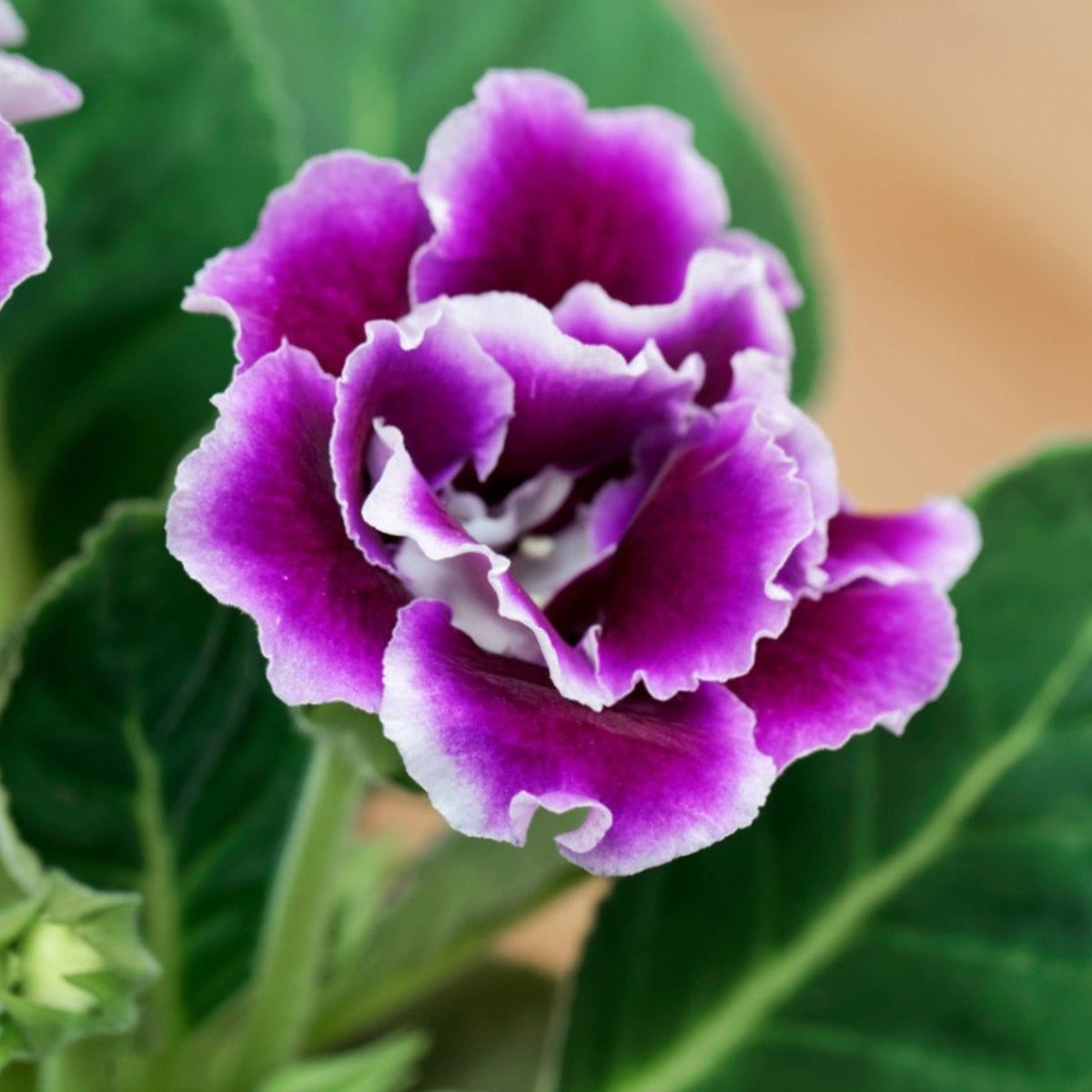 Violet Purple Gloxinia Flower Seeds for Planting Easy to Grow Heirloom & GMO Free Seeds for Home Garden
Sale