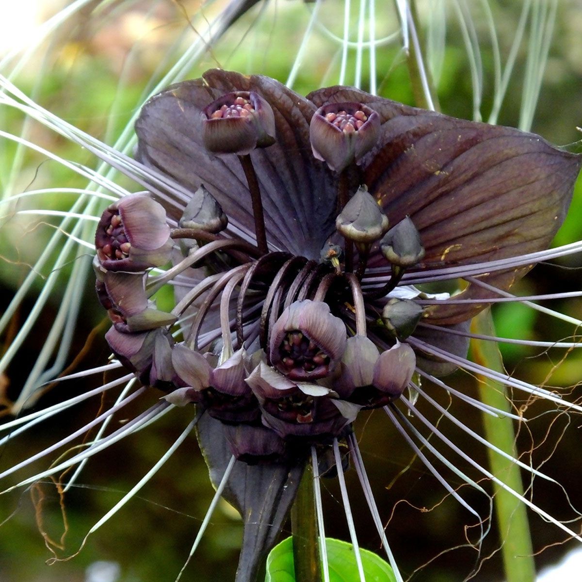 Butterfly Orchid Flower seeds for Planting - Fragrant Blossoms, Heirloom & GMO Free Seeds for Home Garden
