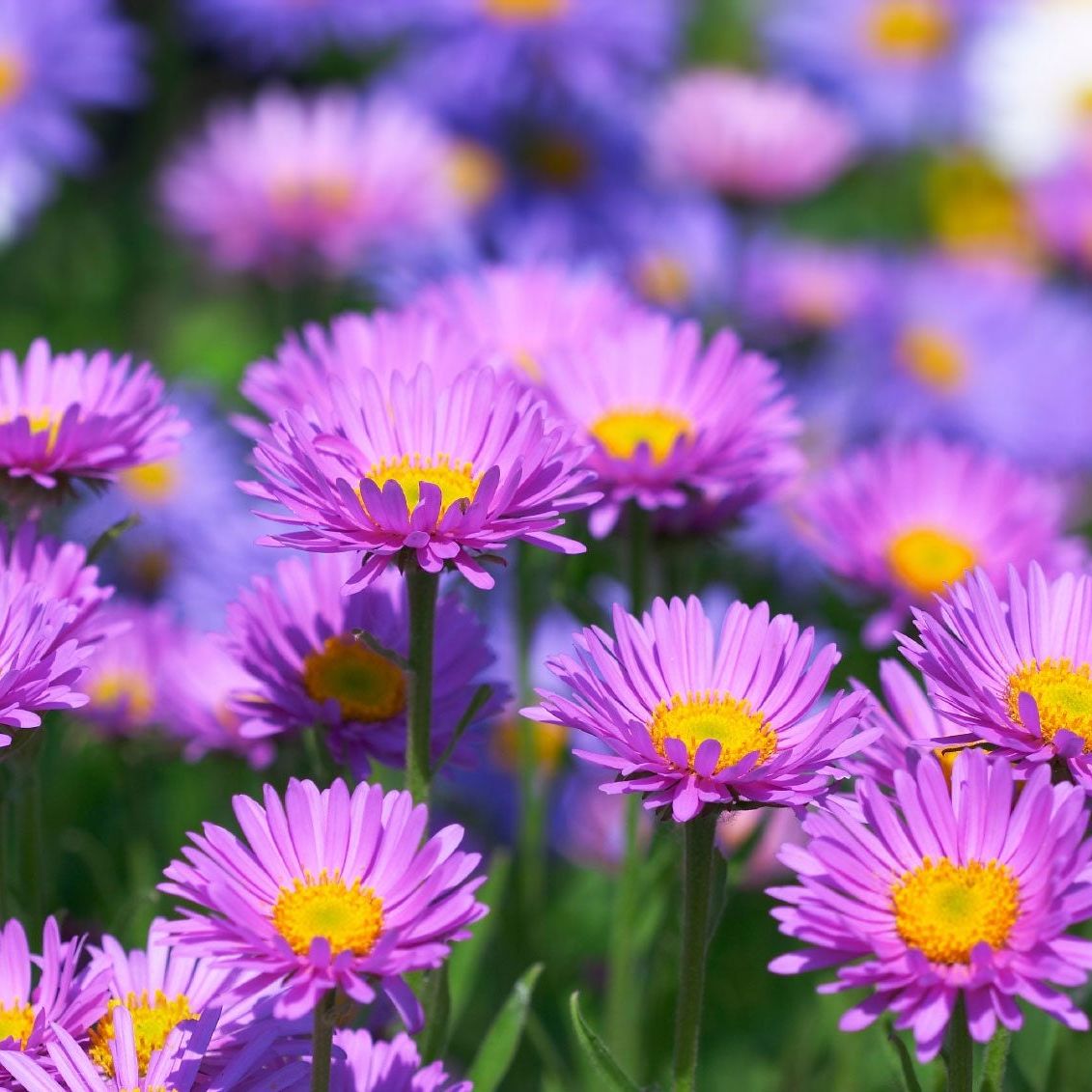 Purple Erigeron Speciosus Flower seeds for Planting - Wildflower Mix, Heirloom & GMO Free Seeds for Home Garden