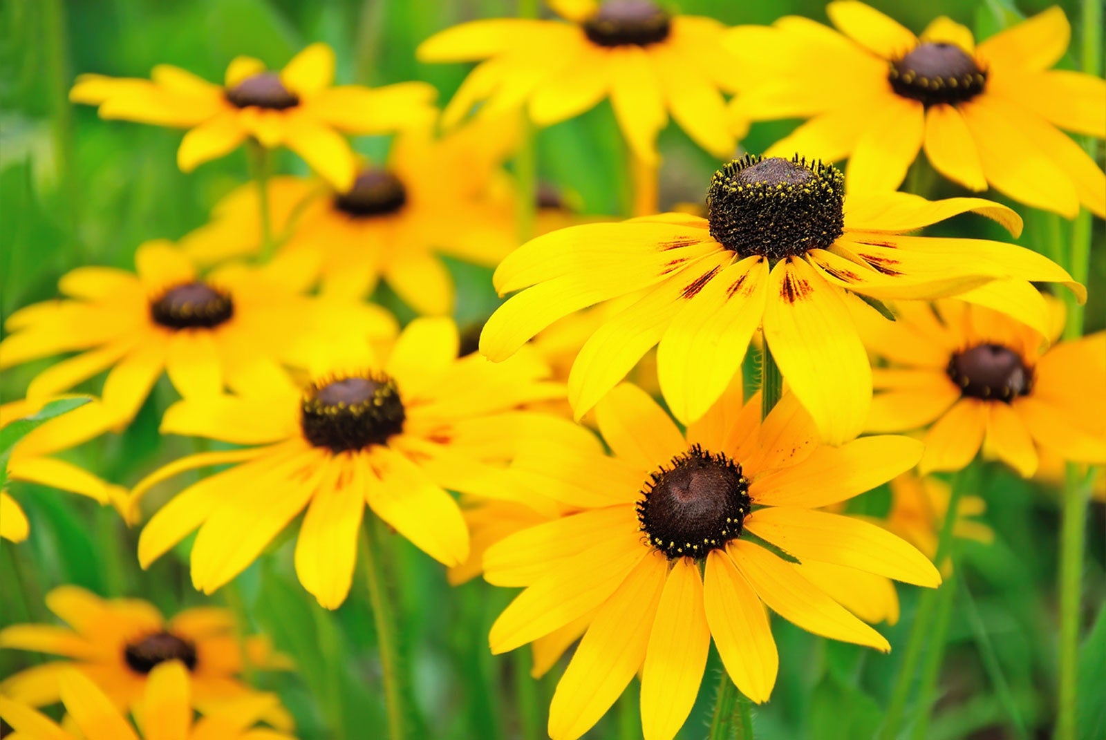 Black Eyed Susan Seeds for Planting | Vibrant Flower Seeds for Your Garden - Evergrowseeds