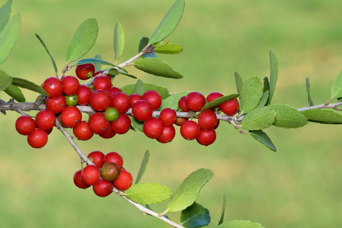 Yaupon Flower seeds for Planting Easy to Grow Heirloom & GMO Free Seeds for Home Garden
Sale for planting in home garden