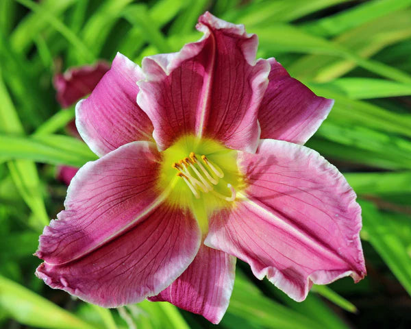 White Violet Hemerocallis Flower seeds for Planting - Compact Growth, Heirloom & GMO Free Seeds for Home Garden