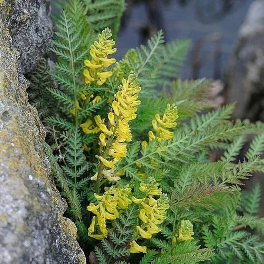 Yellow Corydalis flower planting seeds