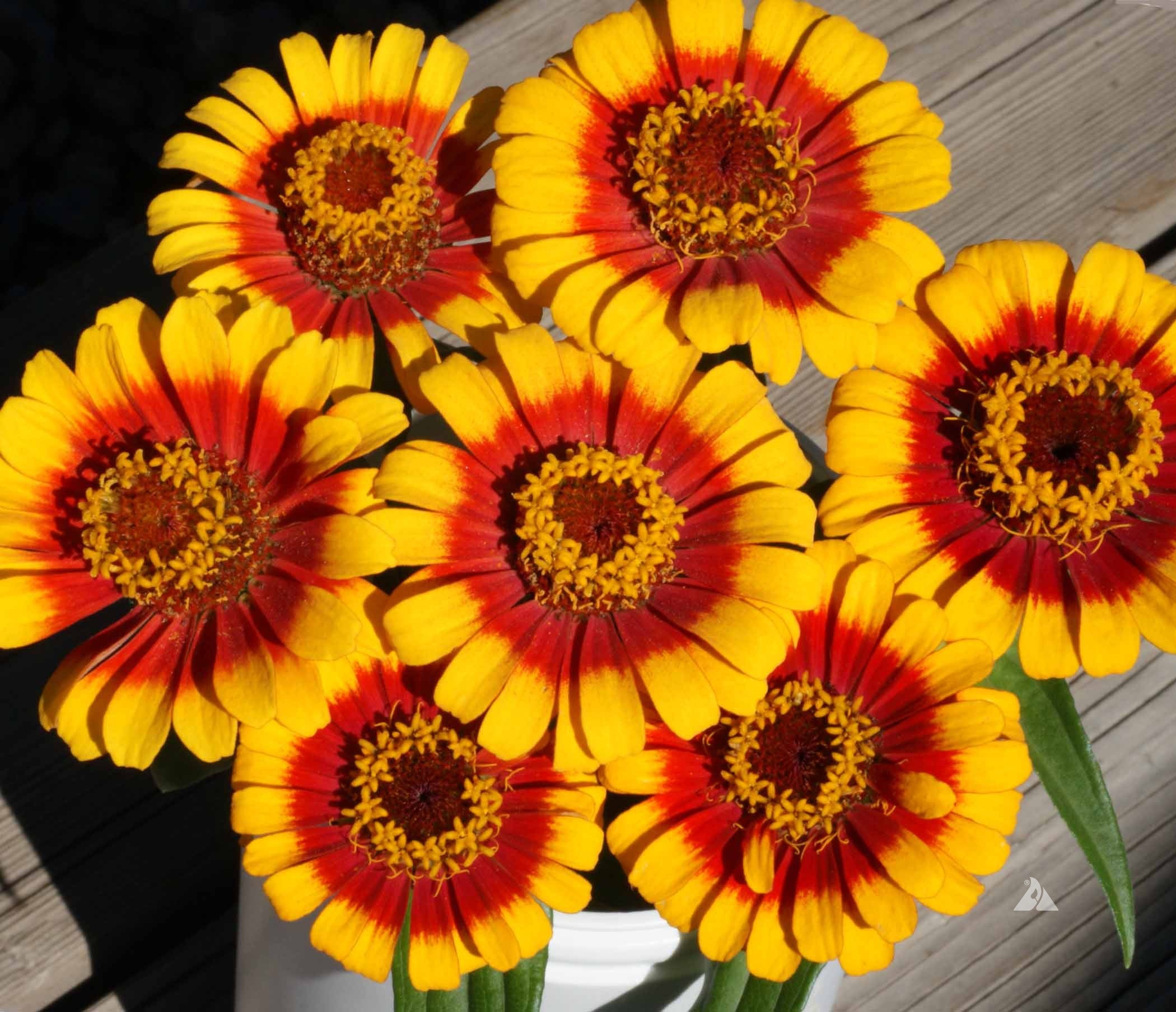 Ornamental Yellow Profusion flowering plant