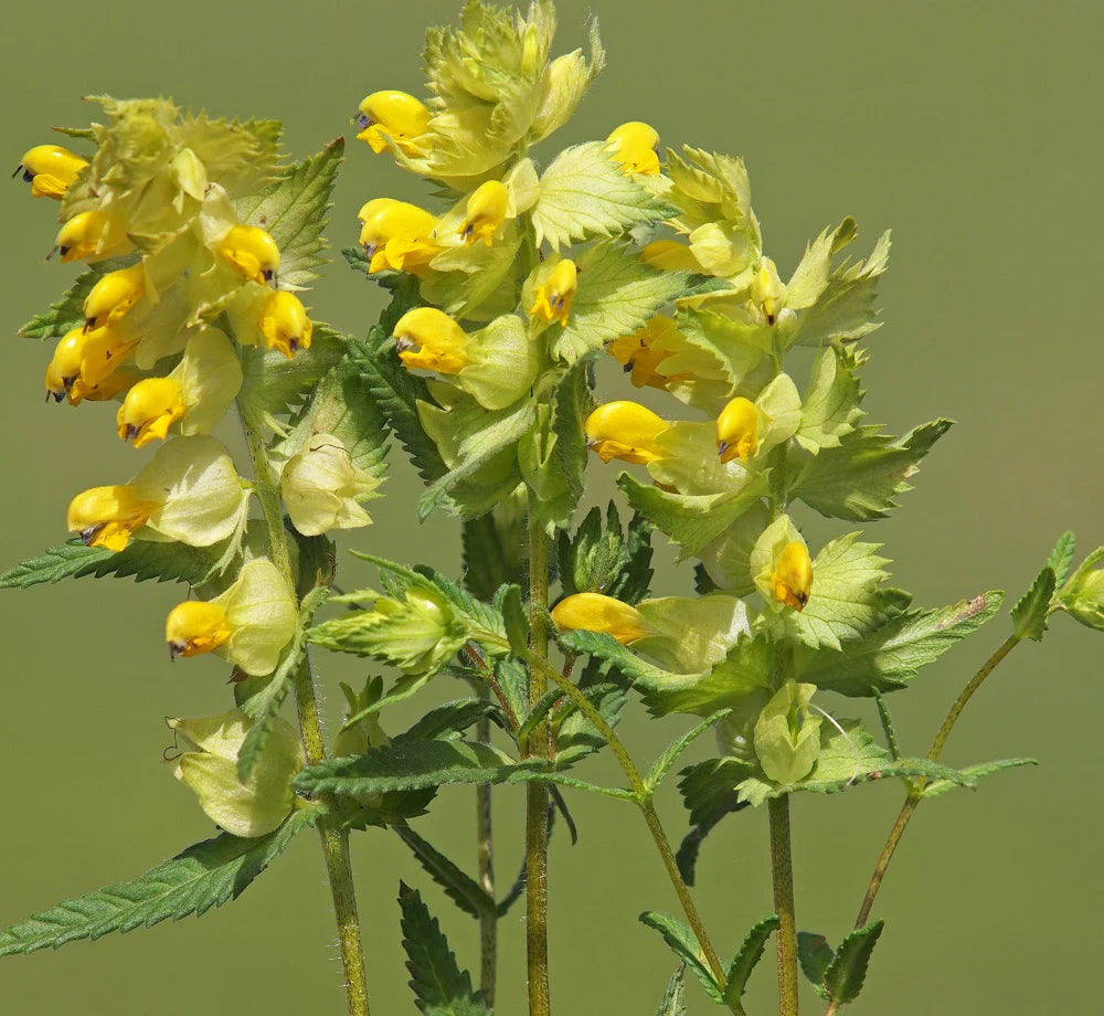 Yellow Rattle Flower Seeds for Planting