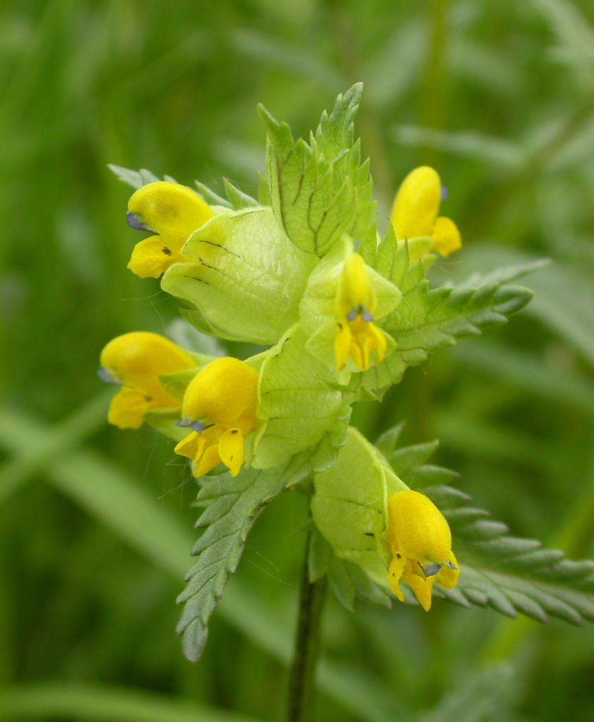 Yellow Rattle Flower Seeds for Planting