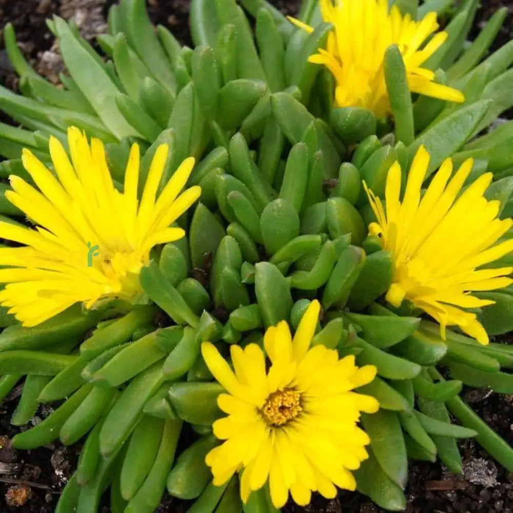 Ornamental Yellow Red Ice Flower flowering plant
