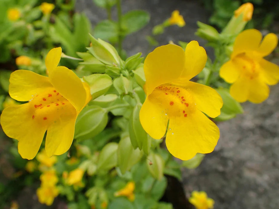Yellow Erythranthe Seeds for Planting