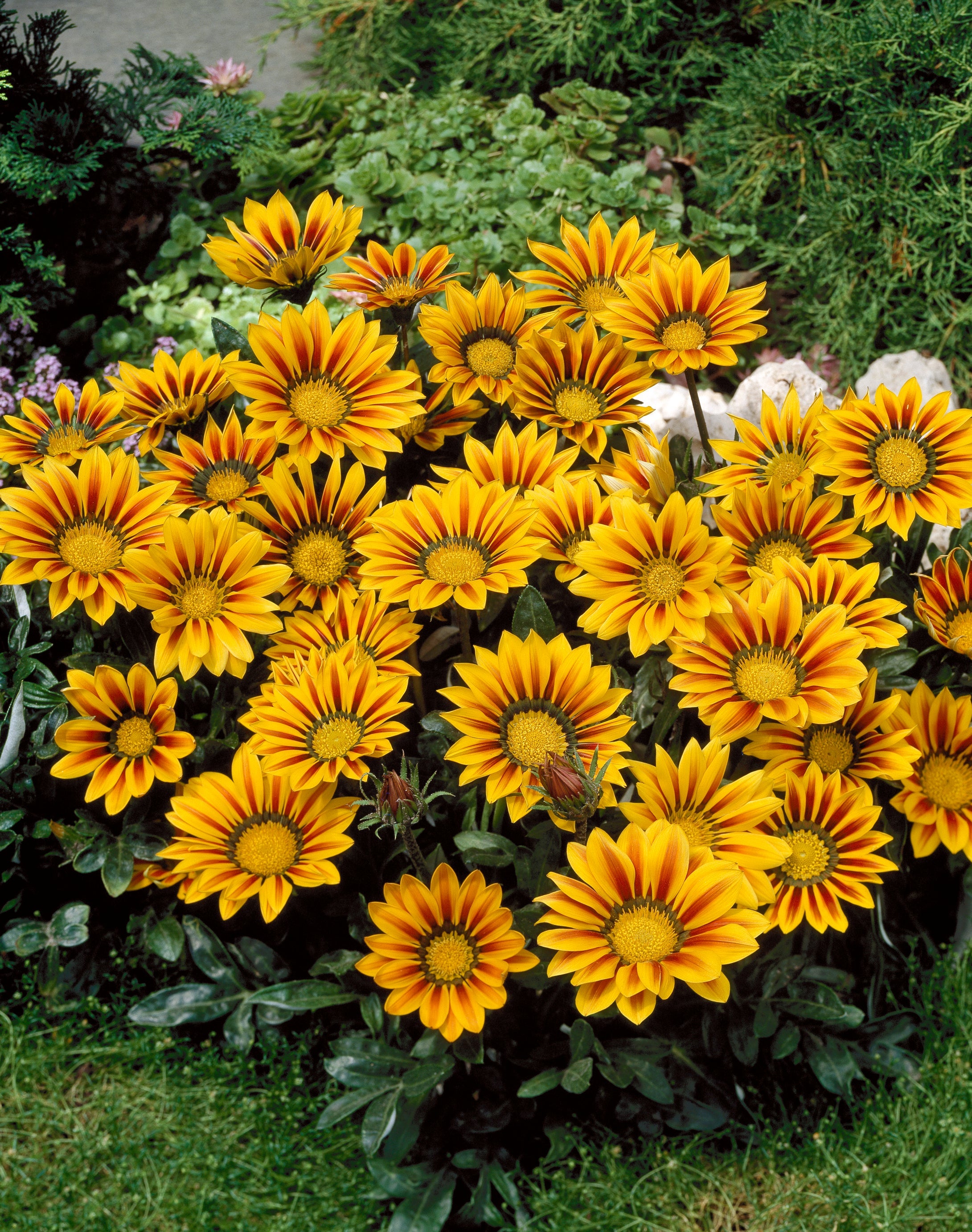 Yellow and Red Stripe Gazania Rigens Seeds