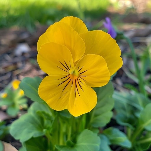 Yellow Swiss Pansy Seeds for Planting