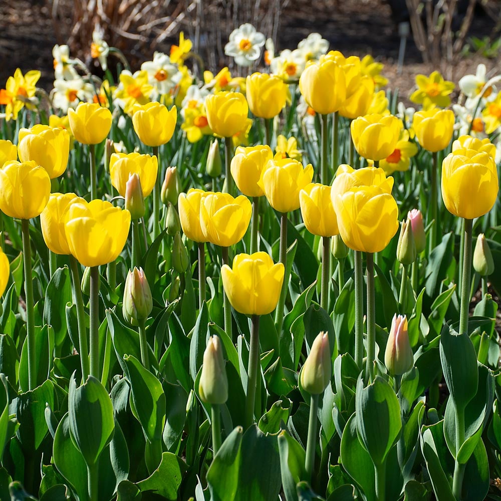 Yellow Tulip Flower Seeds for Planting